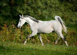 Attēlu rezultāti vaicājumam “Equus ferus caballus”