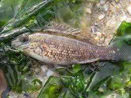 Image result for Symphodus melops