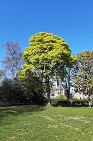 Attēlu rezultāti vaicājumam “Acer pseudoplatanus”