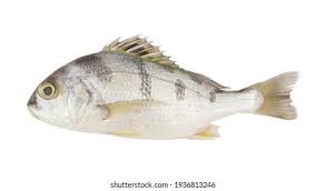 Image result for Pomadasys incisus