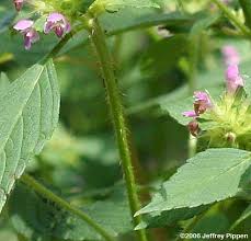 Attēlu rezultāti vaicājumam “Galeopsis bifida”