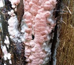 Attēlu rezultāti vaicājumam “Rhodonia placenta”