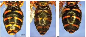 Attēlu rezultāti vaicājumam “Chrysotoxum sp.”
