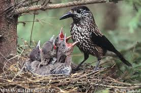 Attēlu rezultāti vaicājumam “Nucifraga caryocatactes”