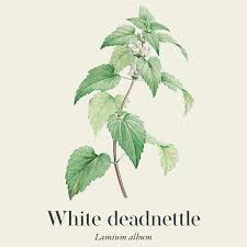 Attēlu rezultāti vaicājumam “Lamium album leaf”