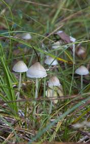 Attēlu rezultāti vaicājumam “Mycena filopes”