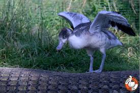 Attēlu rezultāti vaicājumam “Tadorna tadorna juvenile”