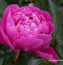 Image result for Pfingstrose