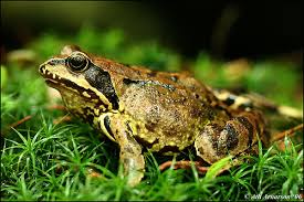 Attēlu rezultāti vaicājumam “Rana temporaria”