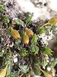 Attēlu rezultāti vaicājumam “Orthotrichum anomalum”