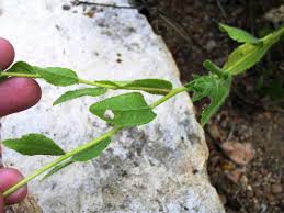 Attēlu rezultāti vaicājumam “Rudbeckia hirta var. hirta leaf”