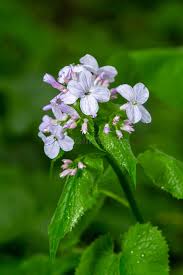 Attēlu rezultāti vaicājumam “Lunaria rediviva leaf”