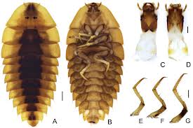 Attēlu rezultāti vaicājumam “Leiodidae larva”