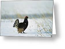 Image result for Tetrao tetrix