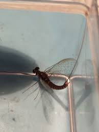 Attēlu rezultāti vaicājumam “Siphlonurus”