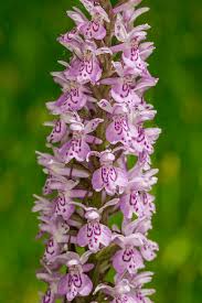 Attēlu rezultāti vaicājumam “Dactylorhiza incarnata flower”