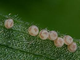 Attēlu rezultāti vaicājumam “Agrotis exclamationis”