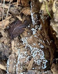 Attēlu rezultāti vaicājumam “Trichia botrytis var. cerifera stalked”