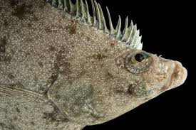 Image result for Parophrys vetulus