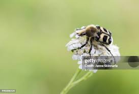 Attēlu rezultāti vaicājumam “Trichius fasciatus”