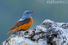 Image result for Monticola saxatilis