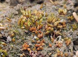 Attēlu rezultāti vaicājumam “Acaulon muticum sporophyte”