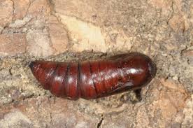 Attēlu rezultāti vaicājumam “Acronicta leporina larva”