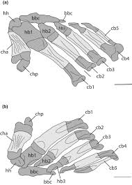 Attēlu rezultāti vaicājumam “Skeletocutis stellae”