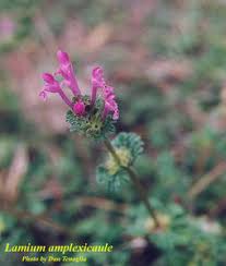 Attēlu rezultāti vaicājumam “Lamium amplexicaule”