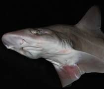 Image result for Mustelus asterias