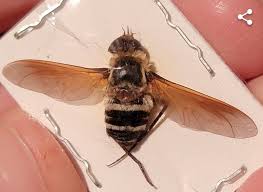 Attēlu rezultāti vaicājumam “Exoprosopa capucina”