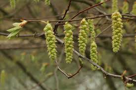 Attēlu rezultāti vaicājumam “Carpinus betulus female flower”