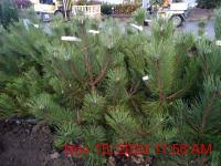 Attēlu rezultāti vaicājumam “Pinus nigra fruit”