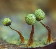 Attēlu rezultāti vaicājumam “Badhamia nitens macro”