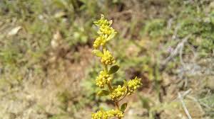 Attēlu rezultāti vaicājumam “Herniaria glabra flower”