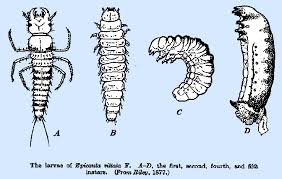 Attēlu rezultāti vaicājumam “Meloe sp. larva”