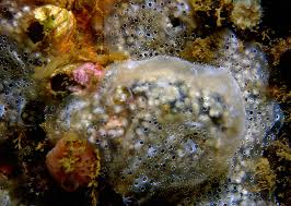 Attēlu rezultāti vaicājumam “Diderma subviridifuscum var. macrospora* young”