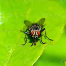 Attēlu rezultāti vaicājumam “Sarcophaga carnaria”