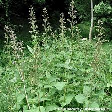 Attēlu rezultāti vaicājumam “Scrophularia nodosa”