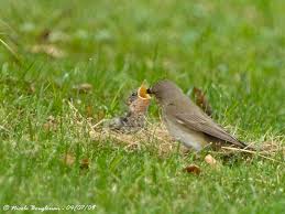 Attēlu rezultāti vaicājumam “Muscicapa striata nest”