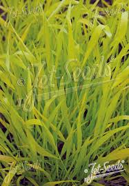 Attēlu rezultāti vaicājumam “Milium effusum flower”