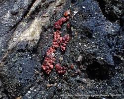 Attēlu rezultāti vaicājumam “Heterotrichia insignis (syn. Arcyria insignis) spores”