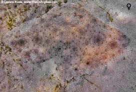 Image result for Gymnura micrura