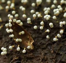 Attēlu rezultāti vaicājumam “Physarum bitectum macro”