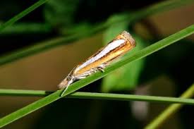 Attēlu rezultāti vaicājumam “Catoptria margaritella”