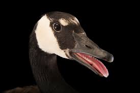 Attēlu rezultāti vaicājumam “Branta canadensis”