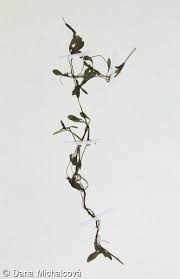 Attēlu rezultāti vaicājumam “Callitriche cophocarpa leaf”