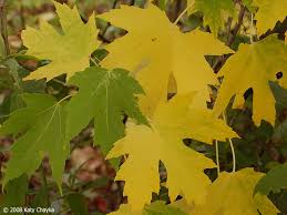 Attēlu rezultāti vaicājumam “Acer saccharinum leaf”