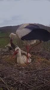 Attēlu rezultāti vaicājumam “Ciconia ciconia nest”