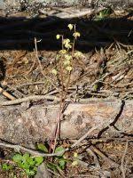 Attēlu rezultāti vaicājumam “Pyrola chlorantha flower”